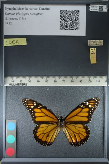Media type: image;   Entomology 165390